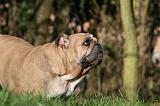 BULLDOG ANGLAIS 111